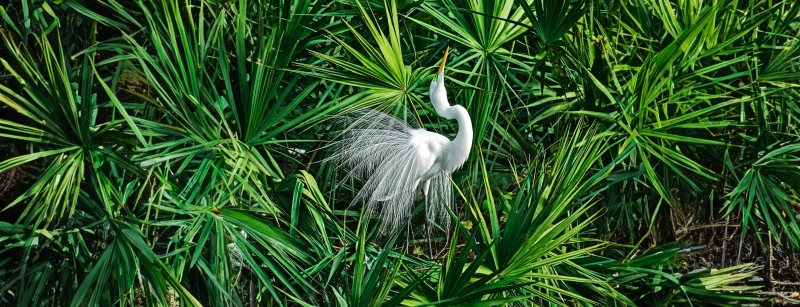 Weißer Vogel in Palmettos