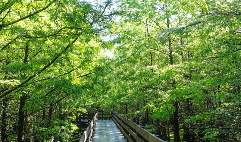 Six Mile Cypress Slough Preserve en Fort Myers